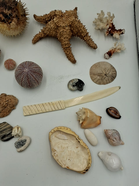 Sten og forsil samling